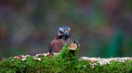 Photo for Eurasian jay feeding in the woods - Royalty Free Image