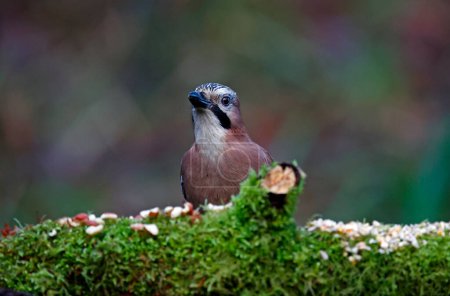 Photo for Eurasian jay feeding in the woods - Royalty Free Image