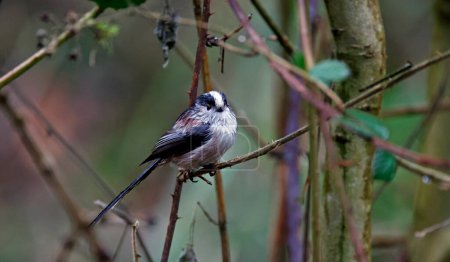 Long tailed tits perched in the rain