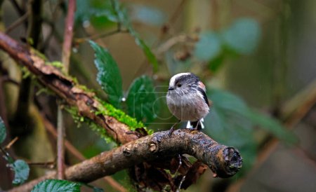 Téléchargez les photos : Long tailed tits perched in the rain - en image libre de droit