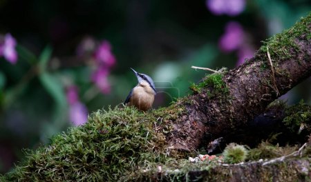 Photo for Nuthatch feeding in the woods - Royalty Free Image