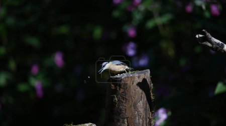Nuthatch feeding in the woods