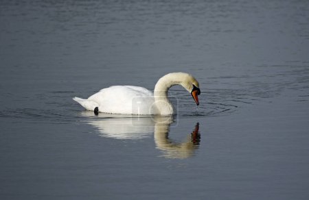 Cisne mudo en un lago tranquilo