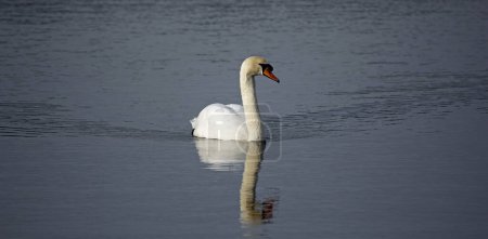 Mute swan on a calm lake