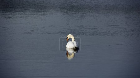 Téléchargez les photos : Cygne muet sur un lac calme - en image libre de droit