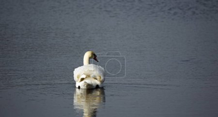 Téléchargez les photos : Cygne muet sur un lac calme - en image libre de droit