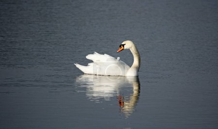 Mute swan on a calm lake