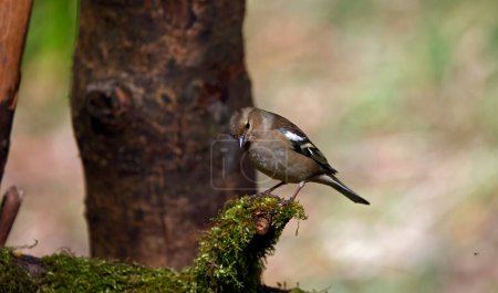 Buchfink ernährt sich im Wald