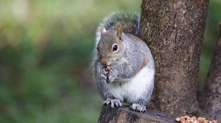Écureuil gris se nourrissant dans les bois