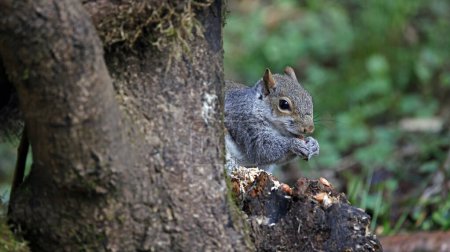 Grey squirrel feeding in the woods