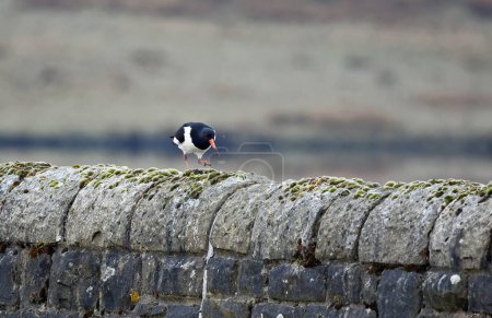 Téléchargez les photos : Oystercatcher avec un bec boueux sur un mur de pierre sèche - en image libre de droit