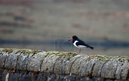 Oystercatcher with a muddy beak on a drystone wall