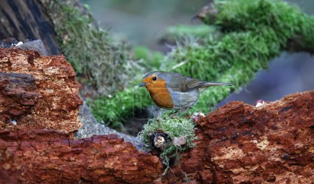 Eurasian robin at a woodland site