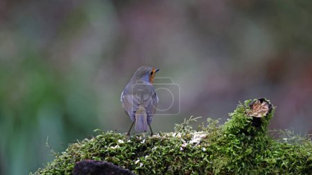 Eurasian robin at a woodland site