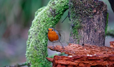 Robin euroasiático en un sitio boscosa