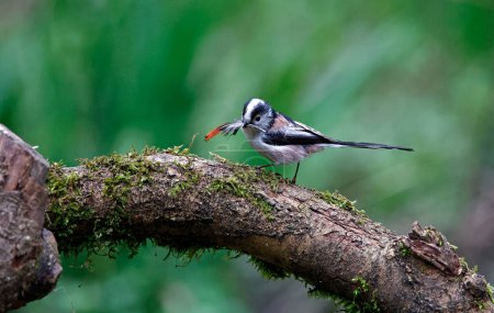 Photo for Long tailed tits nest building with feathers - Royalty Free Image