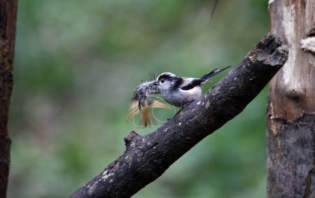 Long tailed tits collecting feathers