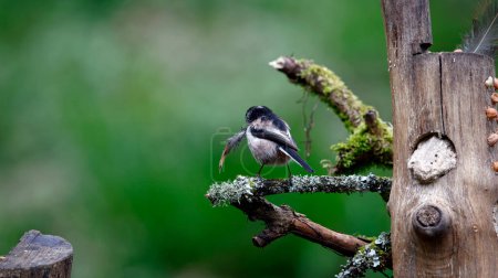 Long tailed tits collecting feathers