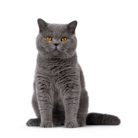 Handsome adult solid blue male British Shorthair cat, sitting up facing front. Looking towards camera. Isolated on a white background.