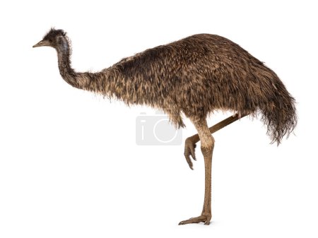 dult emu bird aka Dromaius novaehollandiae, walking side ways. Aislado sobre un fondo blanco.