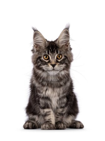 Photo for Fluffy black tabby Maine coon cat kitten, sitting up facing front. Looking towards camera with head curiously forward. Isolated on a white background - Royalty Free Image