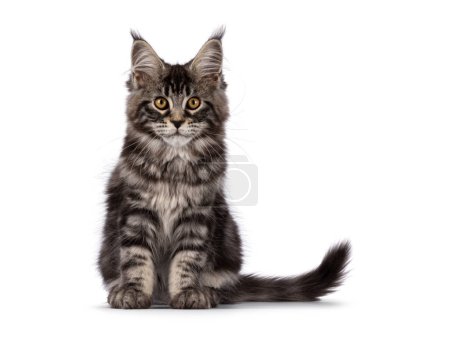 Photo for Fluffy black tabby Maine coon cat kitten, sitting up facing front. Looking towards camera with cute head tilt. Isolated on a white background - Royalty Free Image