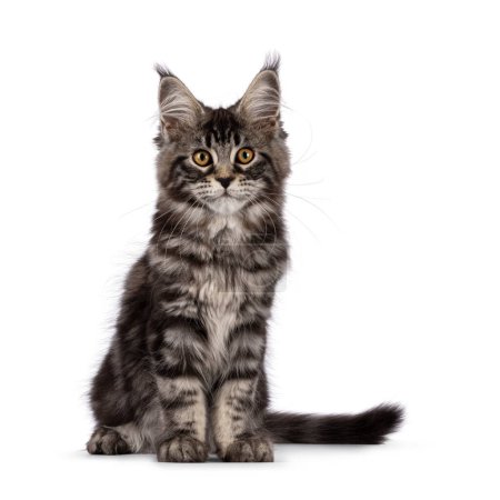 Photo for Fluffy black tabby Maine coon cat kitten, sitting up facing front. Looking towards camera with cute head tilt. Isolated on a white background - Royalty Free Image