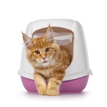 Photo for Shot red Maine Coon cat kitten, coming out of closed pink litter box using flap door sticking out tongue.  Looking straight in camera. Isolated on a white background. - Royalty Free Image