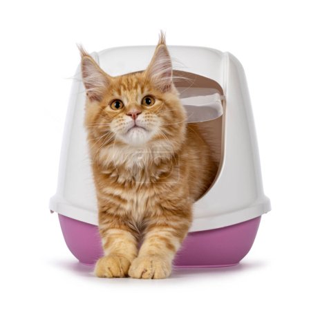 Photo for Shot red Maine Coon cat kitten, coming out of closed pink litter box using flap door.  Looking up and above camera. Isolated on a white background. - Royalty Free Image