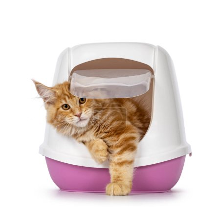 Shot red Maine Coon cat kitten, hanging out of a closed pink litter box using flap door. Looking straight in camera. Isolated on a white background.