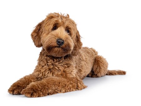 Cute young Cobberdog aka Labradoodle dog puppy. Laying down side ways. Looking side ways away from camera. isolated on a white background.