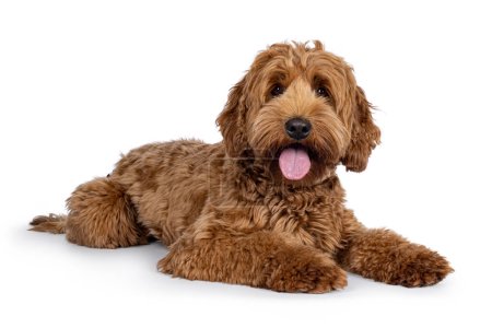 Cute young Cobberdog aka Labradoodle dog puppy. Laying down side ways. Looking straight to camera panting with tongue out. isolated on a white background.