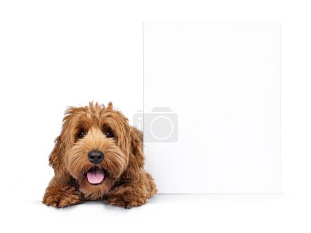 Lindo cachorro joven Cobberdog aka perro Labradoodle. Acostado frente a frente junto a lienzo blanc. Mirando hacia la cámara. Se acabó la lengua, jadeando. Aislado sobre un fondo blanco.