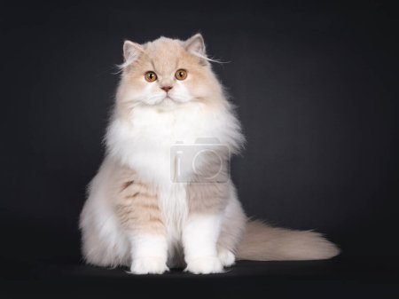 Photo for Rare male tortie British Longhair cat kitten, sitting up facing front. Looking towards camera. Isolated on a black background. - Royalty Free Image