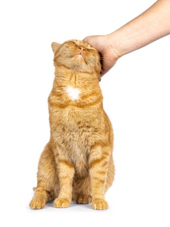 Male ginger senior house cat, sitting up facing front. Human hand petting it on the head. Isolated on a white background.