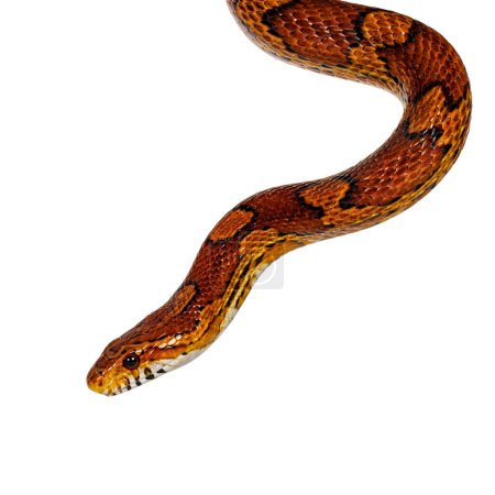 Cabeza de serpiente de maíz de color normal aka serpiente de rata roja o Pantherophis guttatus. Aislado sobre un fondo blanco.