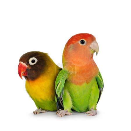 Cute pair of Lovebirds aka Agapornis, sitting close together on flat surface. Isolated on a white background.