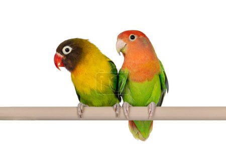 Photo for Cute pair of Lovebirds aka Agapornis, sitting together on a fake wooden branch. Isolated on a white background. - Royalty Free Image