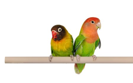 Cute pair of Lovebirds aka Agapornis, sitting together on a fake wooden branch. Isolated on a white background.