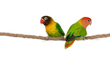 Photo for Cute pair of Lovebirds aka Agapornis, sitting together on a rope. Isolated on a white background. - Royalty Free Image
