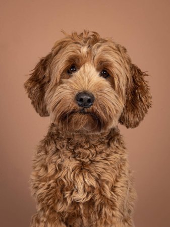Foto de Retrato en la cabeza del perro Cobberdog marrón alias perro labradoodle. Mirando amigable hacia la cámara. Aislado sobre un fondo marrón. - Imagen libre de derechos