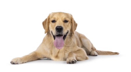 Photo for Young adult Golden Retriever pup dog, laying down facing front with long tongue out. Looking towards camera. Isolated on a white background. - Royalty Free Image