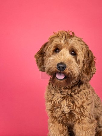 Photo for Portrait head shot of brown Cobberdog aka labradoodle dog. Looking friendly towards camera. Isolated on a brown background. - Royalty Free Image