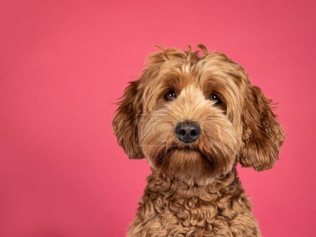 Photo for Landscape head shot of brown Cobberdog aka labradoodle dog. Looking friendly towards camera. Isolated on a brown background. - Royalty Free Image