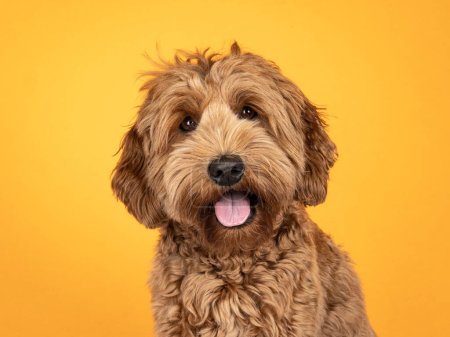 Landscape orientation head shot of sweet brond Cobberdog aka Labradoodle dog, sitting up facing front. Looking straight to camera. Isolated on sunflower yellow background.
