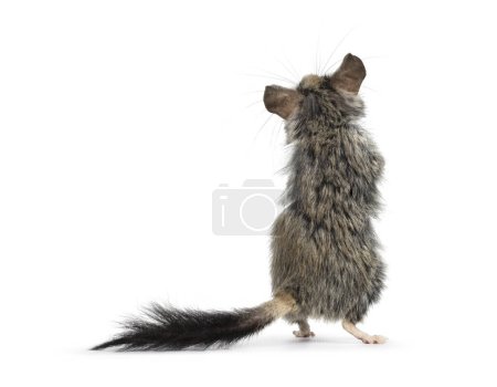 Photo for Backside of scruffy Large eared dormouse aka Eliomys melanurus, standing on hind paws. Isolated on a white background. - Royalty Free Image