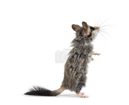 Photo for Scruffy Large eared dormouse aka Eliomys melanurus, standing on hind paws. Looking up and away from camera. Isolated on a white background. - Royalty Free Image