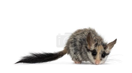 Photo for Scruffy Large eared dormouse aka Eliomys melanurus, running side ways. Looking down and straight to camera. Isolated on a white background. - Royalty Free Image