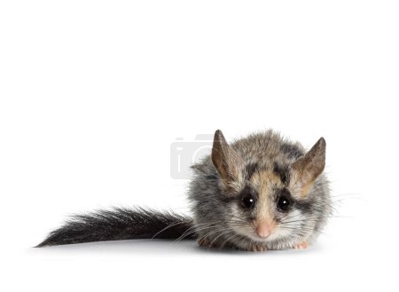 Photo for Scruffy Large eared dormouse aka Eliomys melanurus, sitting facing front. Looking straight to camera. Isolated on a white background. - Royalty Free Image