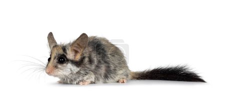 Photo for Scruffy Large eared dormouse aka Eliomys melanurus, standing side ways. Looking side ways away from camera. Isolated on a white background. - Royalty Free Image